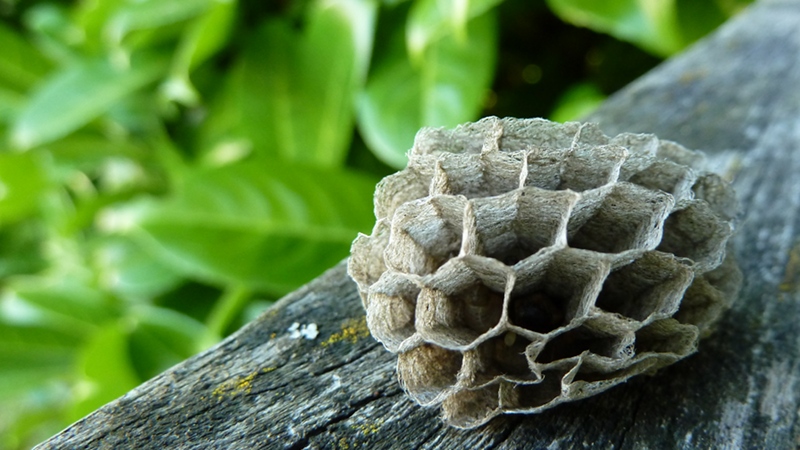 wasps.jpeg