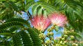 albizia