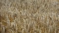 field