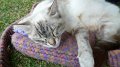 kitty1