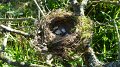 nest
