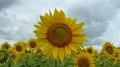 sunflowers1