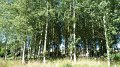 trees