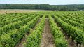 vines