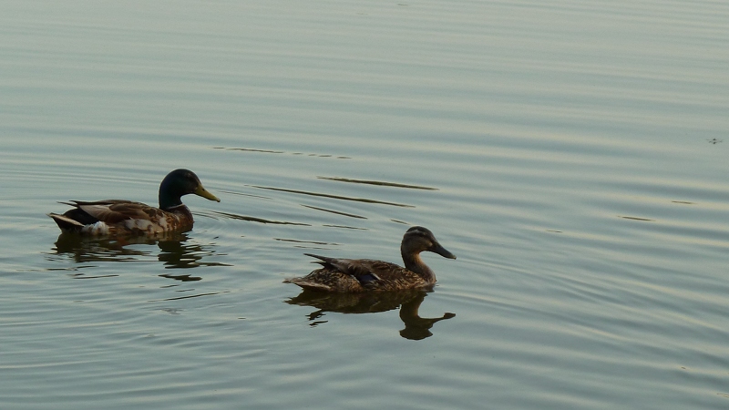 canards.jpeg