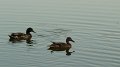 canards