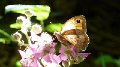 Insects