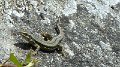Lizards