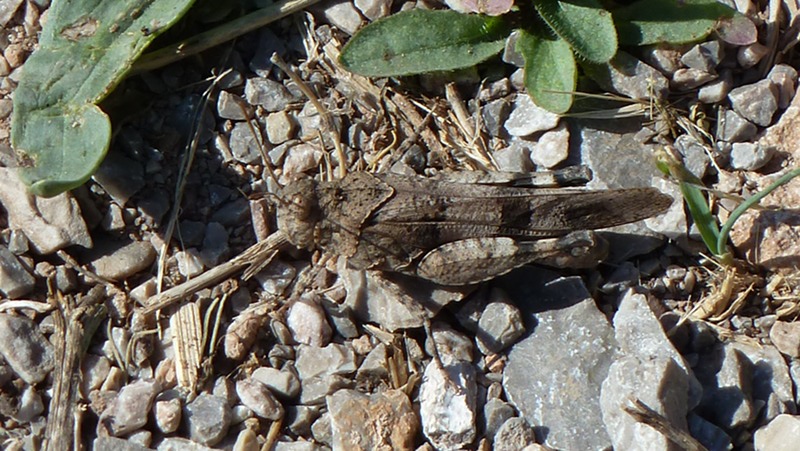 Grasshopper.JPG