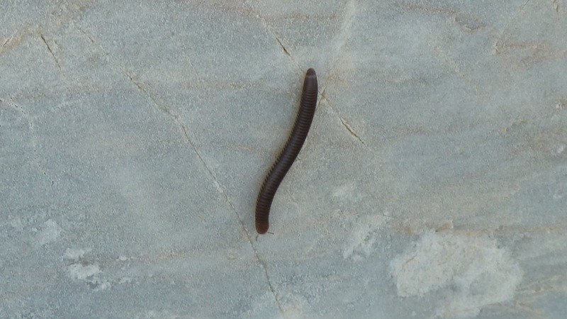Millipede.JPG