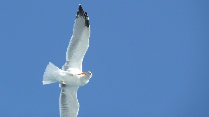 Seagull.JPG