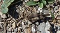 Grasshopper