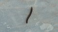 Millipede