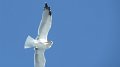 Seagull