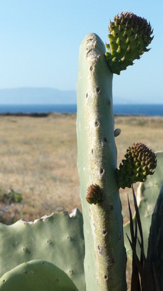 Ecoxenia6.jpg