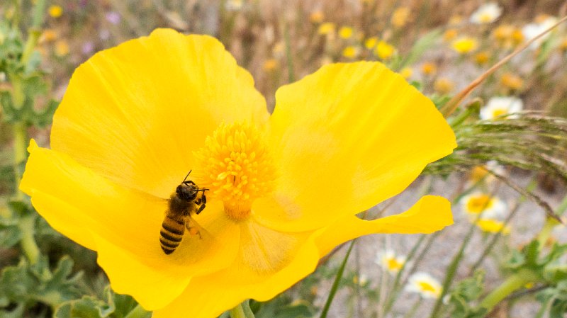Bee1.jpg