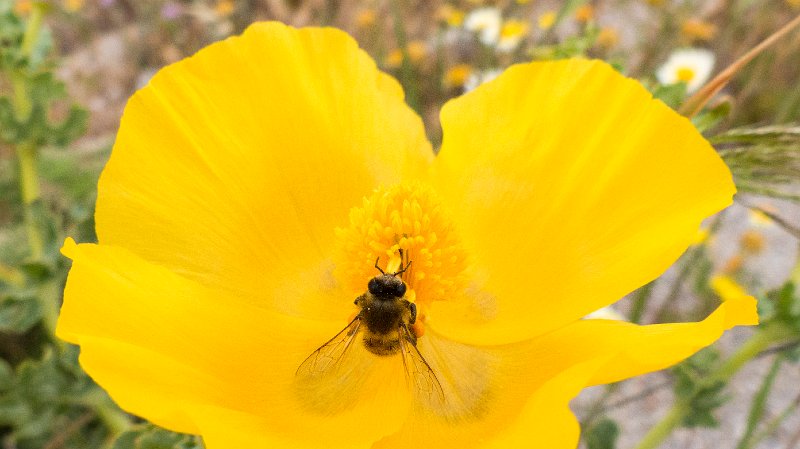 Bee2.jpg