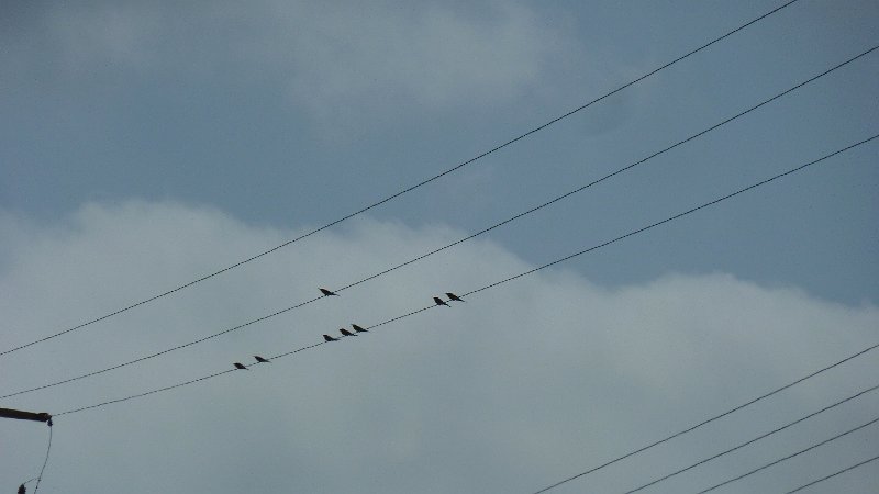 Birds.jpg