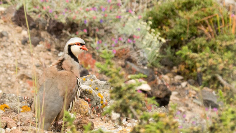 Chukar1.jpg