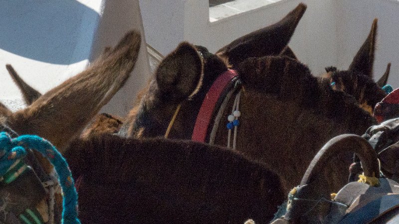 Donkey2.jpg