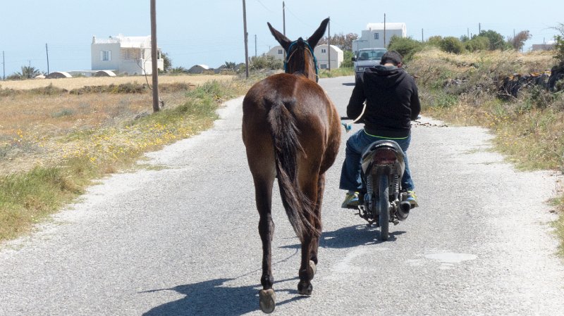 Donkey4.jpg