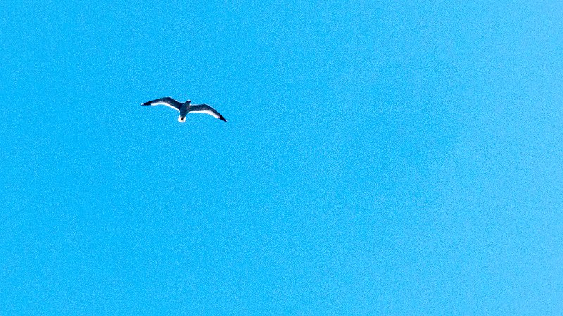 Gull2.jpg
