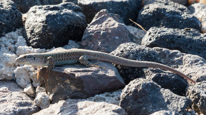 Lizard1.jpg