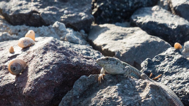 Lizard2.jpg