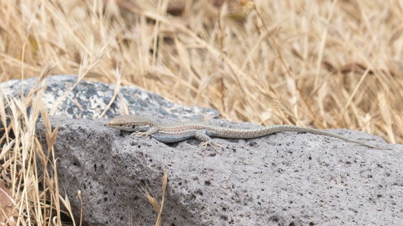Lizard3.jpg