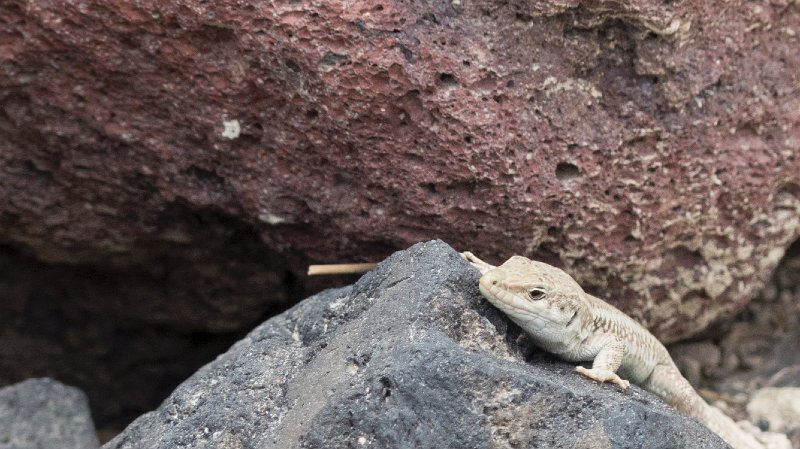 Lizard4.jpg