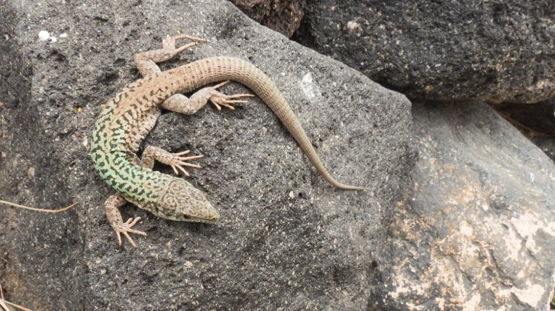 Lizard5.jpg