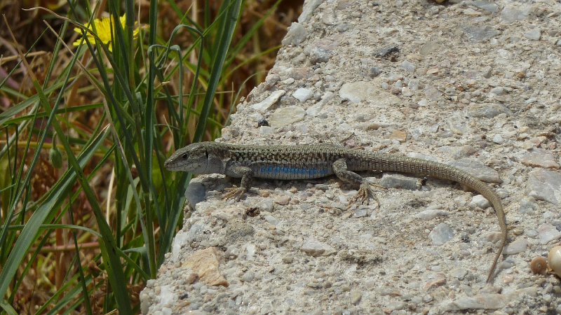 Lizard6.jpg