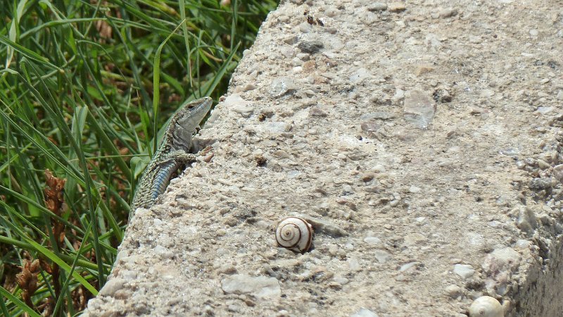 Lizard7.jpg