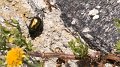 Beetle
