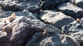 Lizard2