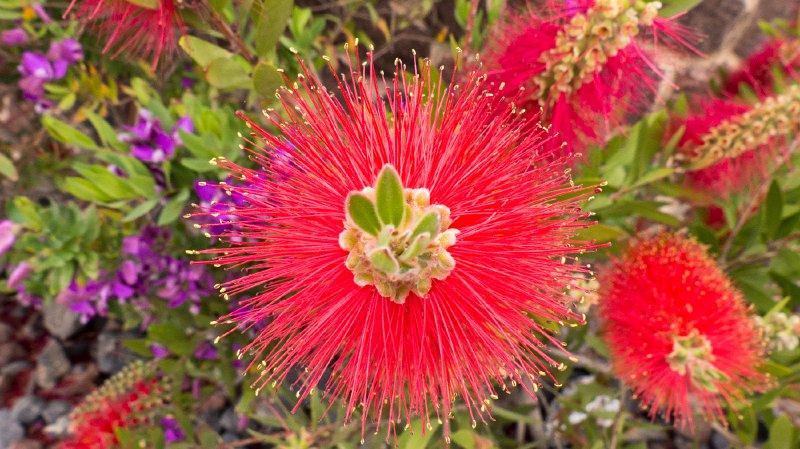 Flora10.jpg