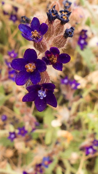 Flora11.jpg