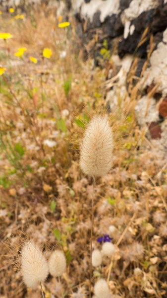Flora12.jpg