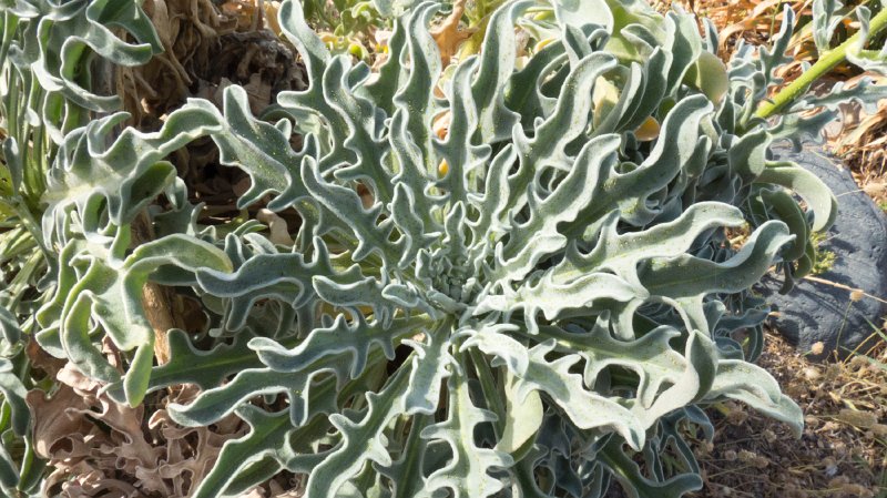 Flora3.jpg