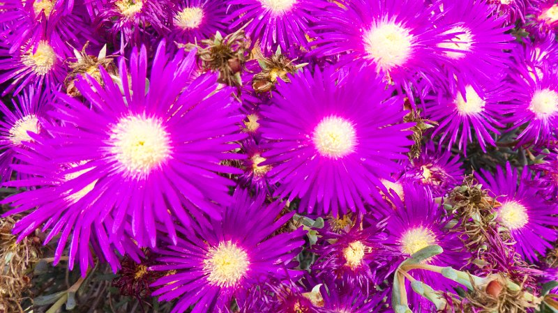 Flora5.jpg