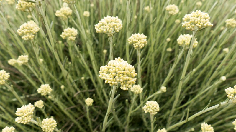 Flora8.jpg