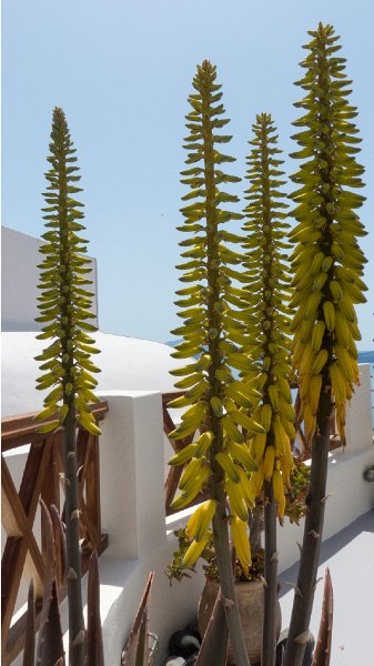 Oia25.jpg