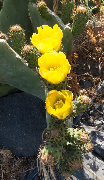 Thirassia8.jpg
