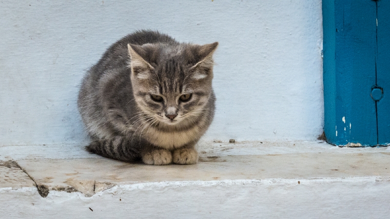 Gatoula3.jpg