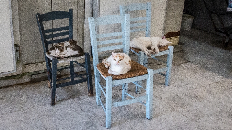 Gatoula5.jpg
