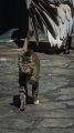 Gatoula6