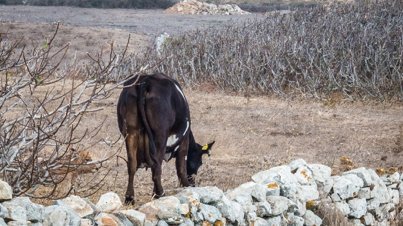Countryside2.jpg