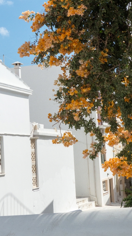 Tinos3.jpg