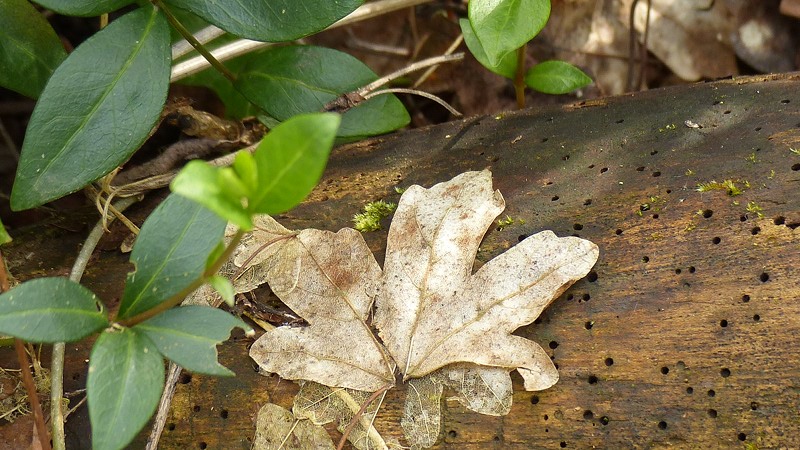 leaf.JPG