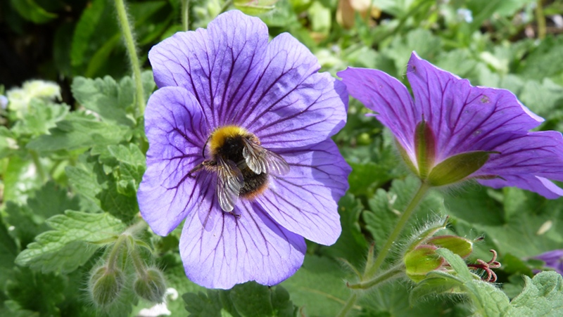 bee3.JPG - 18
